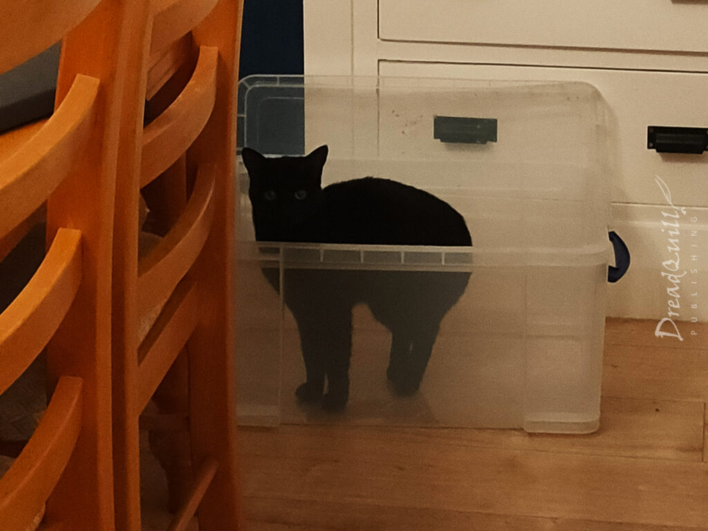 little black cat sitting in a 48L really useful box